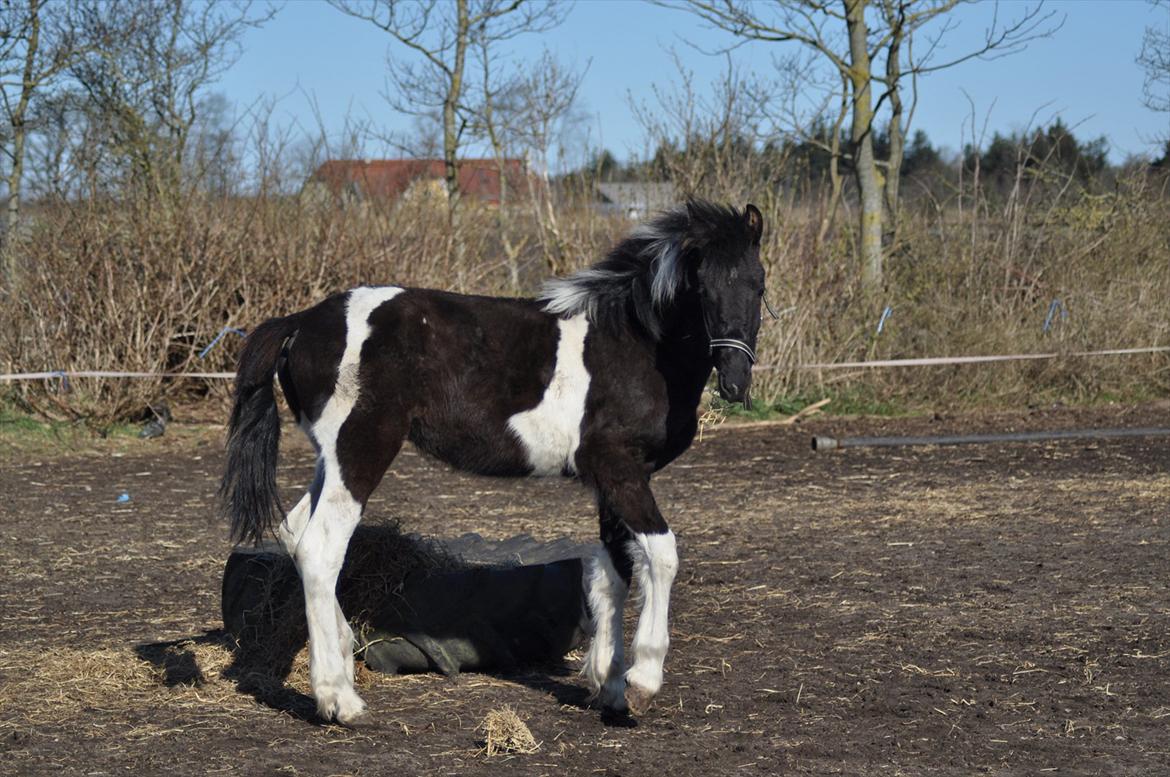 Barockpinto Lancelot 1 præmie hingst  billede 5