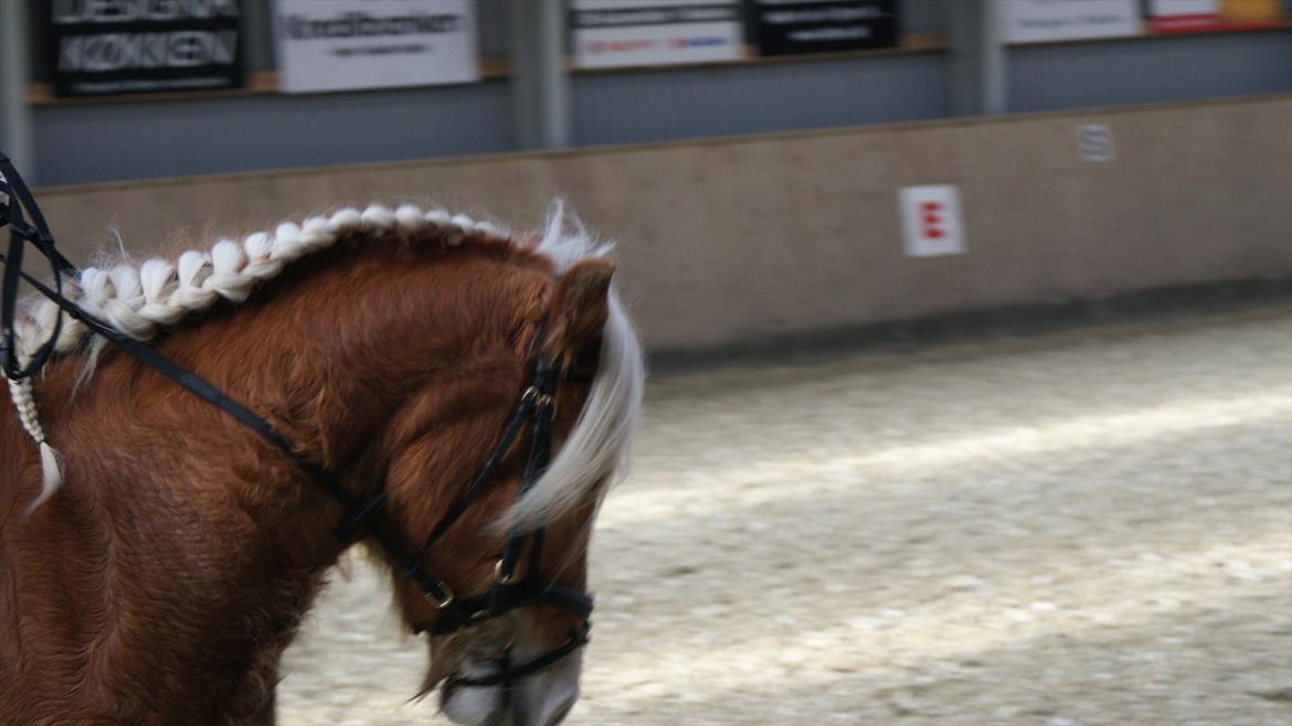 Haflinger Luna billede 6