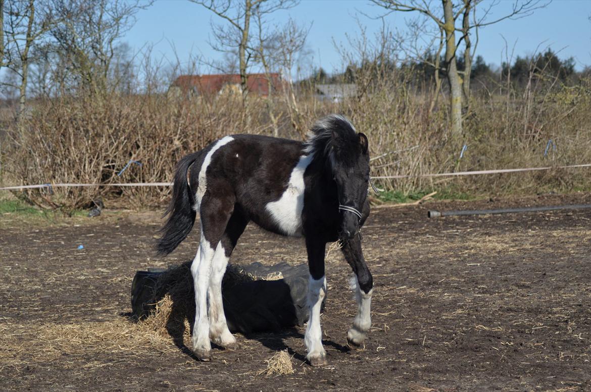 Barockpinto Lancelot 1 præmie hingst  billede 6
