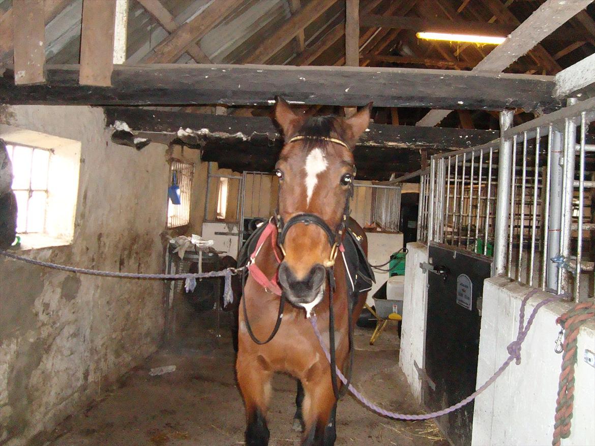 Traver Lotus esterell Himmelhest. - Lotus første dag i stalden hvor vi fik hende opstaldet inden vi fik vores egen gård. billede 8