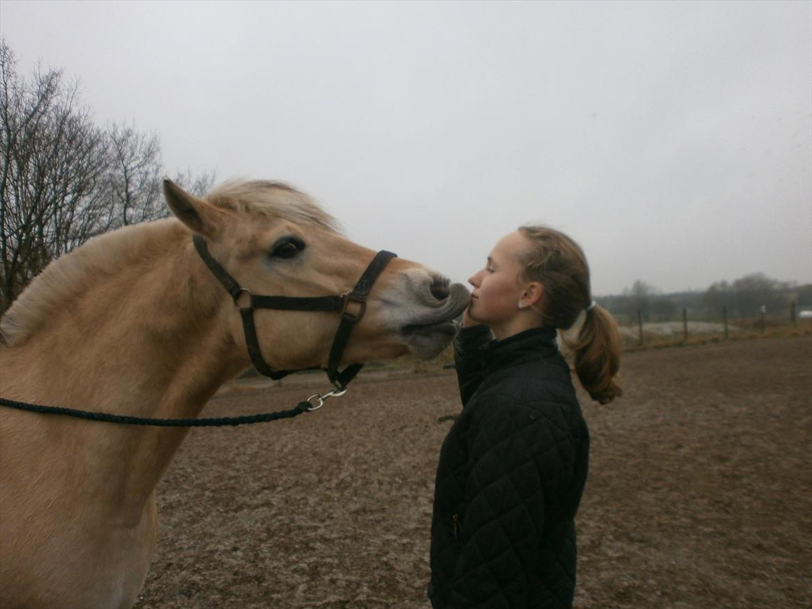 Fjordhest Hirse Stanstorp (tidl. passer) - Kys ;) billede 11