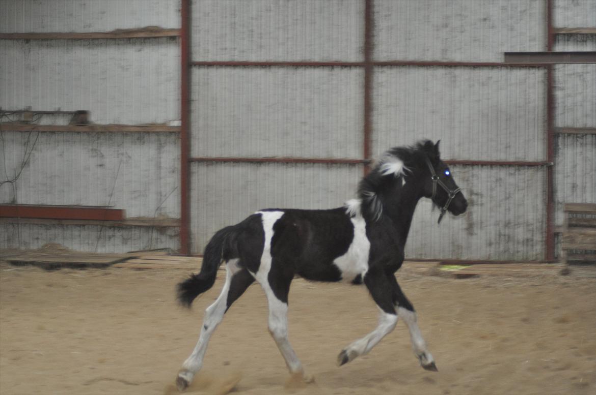 Barockpinto Lancelot 1 præmie hingst  billede 7