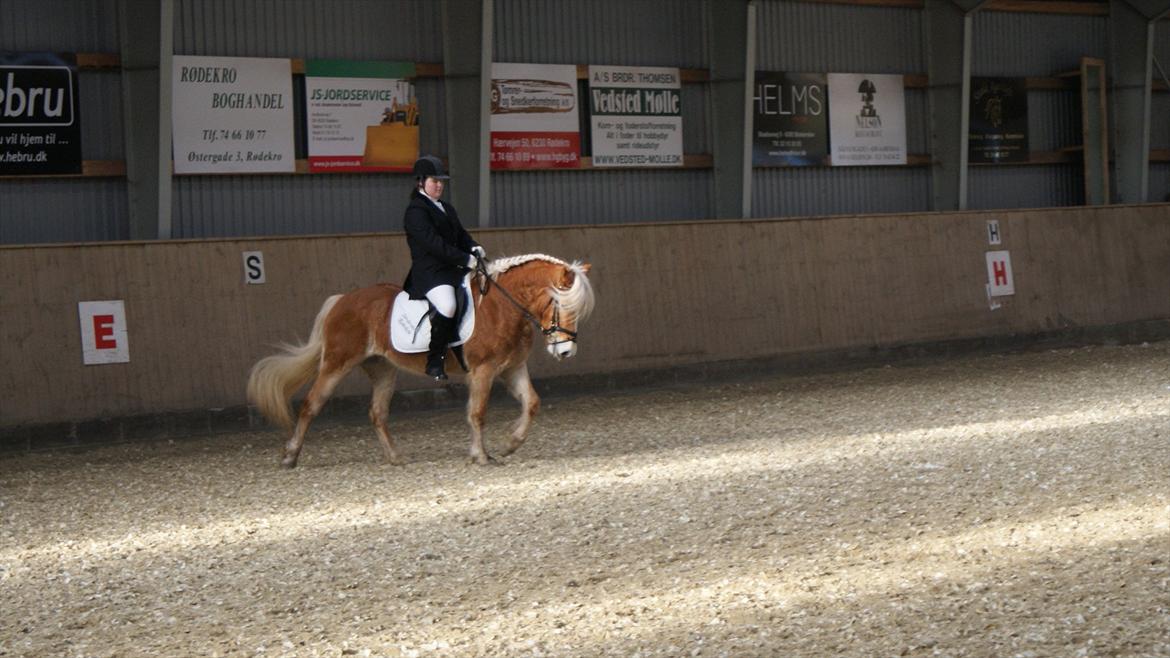 Haflinger Luna billede 9