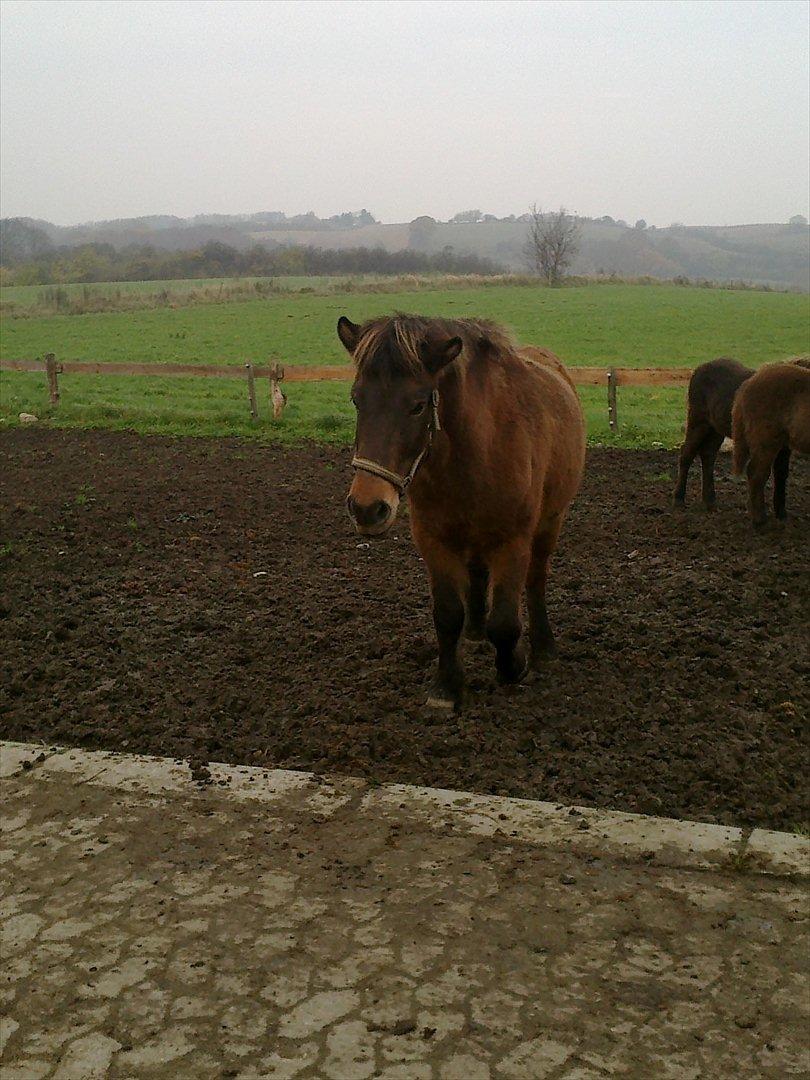 Islænder Hafdis billede 2