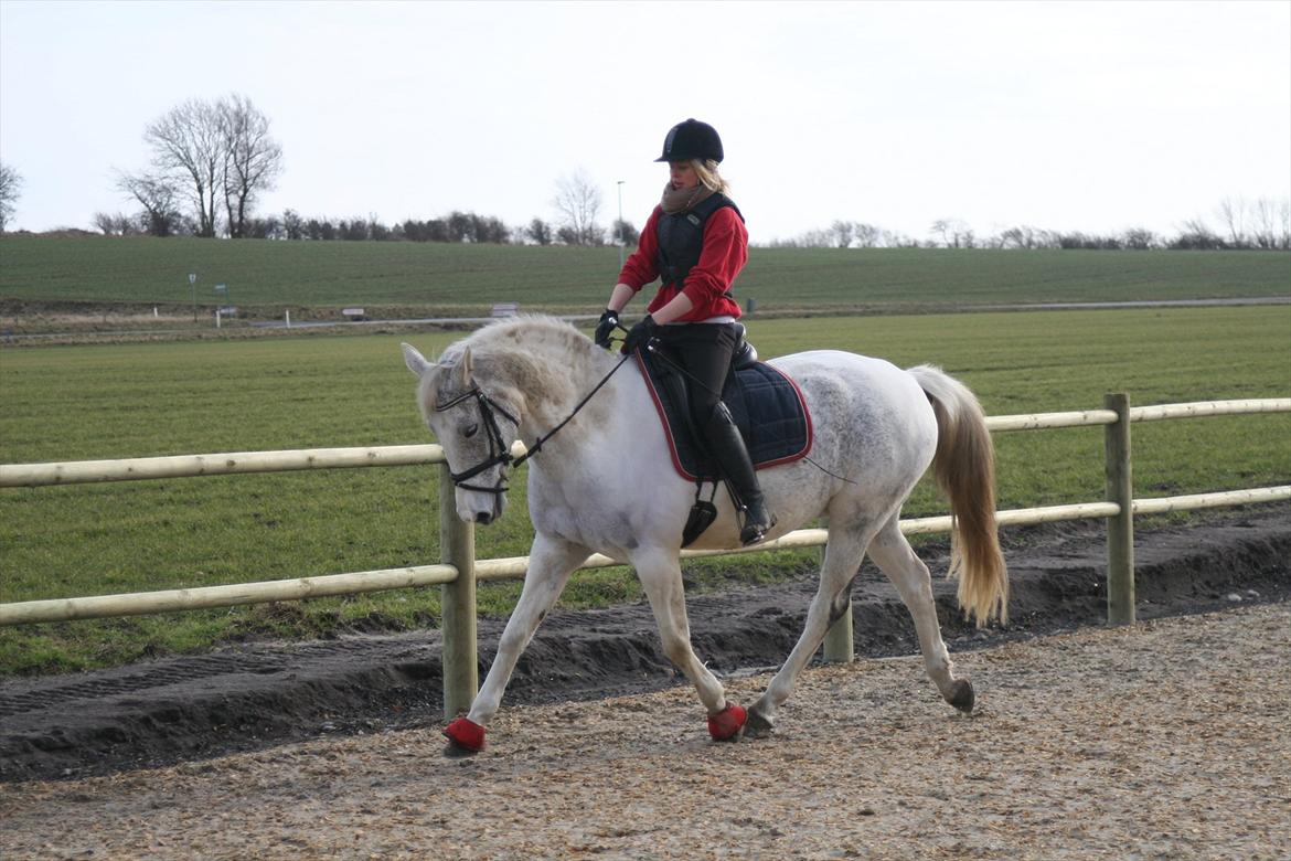 Sportsaraber (A) Søgaardens Magic Spirit billede 7