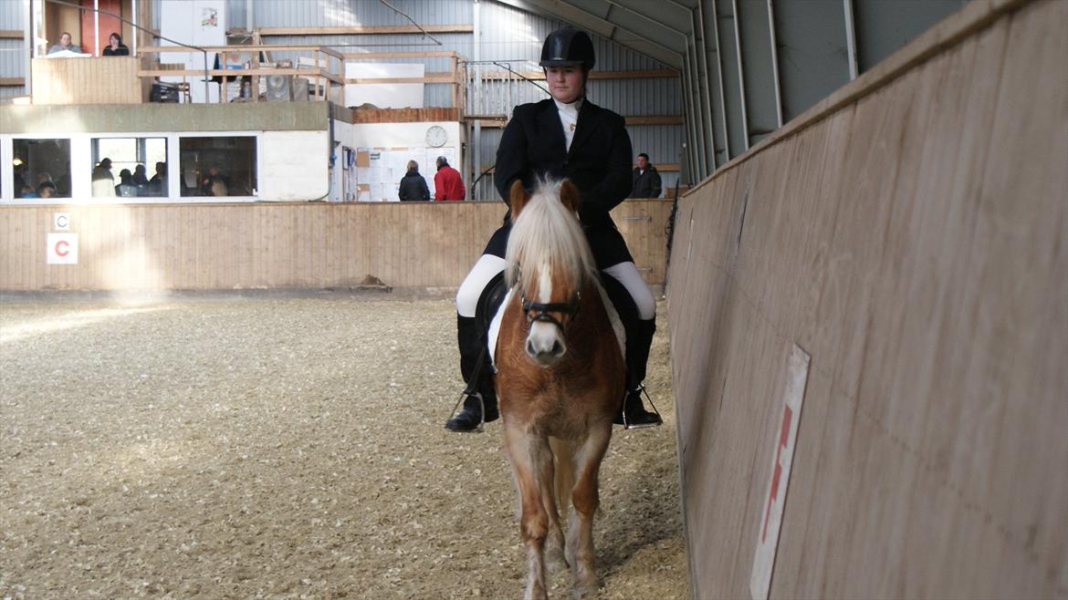 Haflinger Luna billede 11