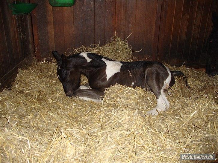 Barockpinto Lancelot 1 præmie hingst  billede 18