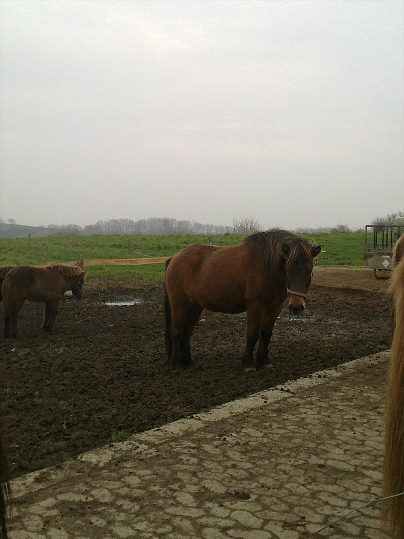 Islænder Hafdis - hafdis der står og stirrer på mig:) billede 3