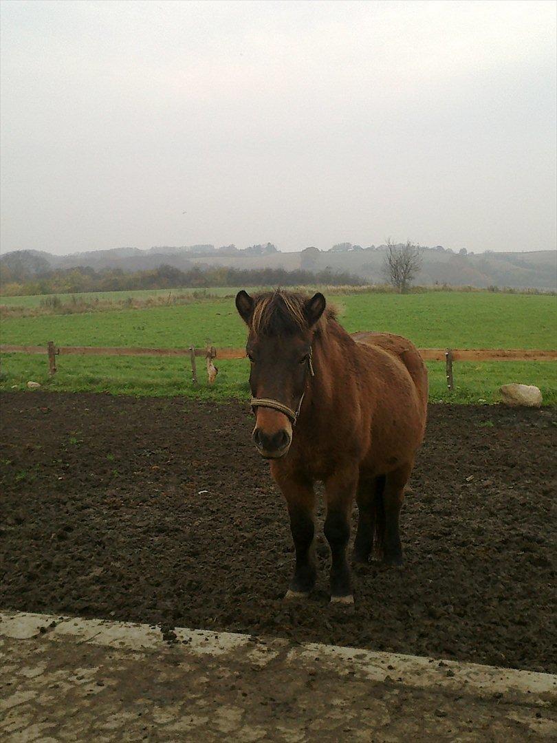 Islænder Hafdis - <3<3<3<3<3<3<3<3 billede 4