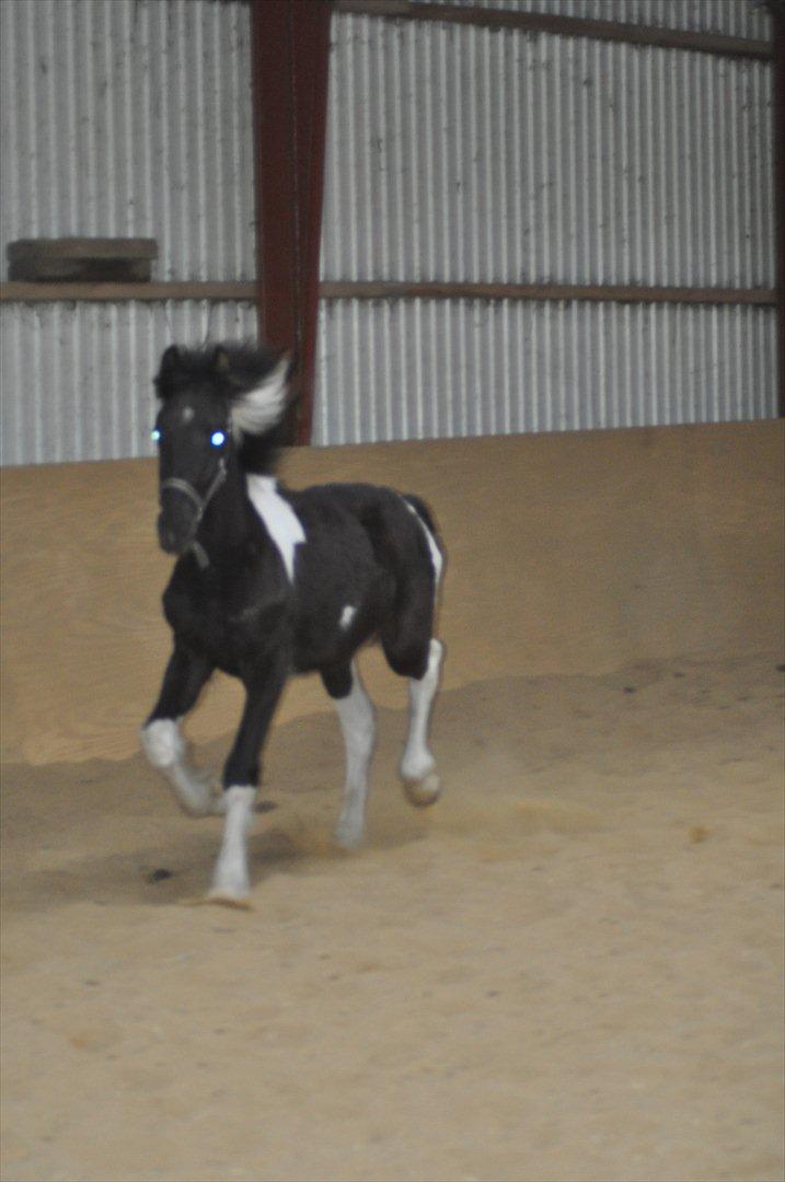 Barockpinto Lancelot 1 præmie hingst  billede 9