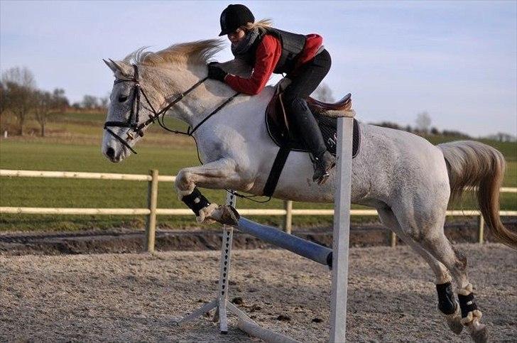 Sportsaraber (A) Søgaardens Magic Spirit billede 1