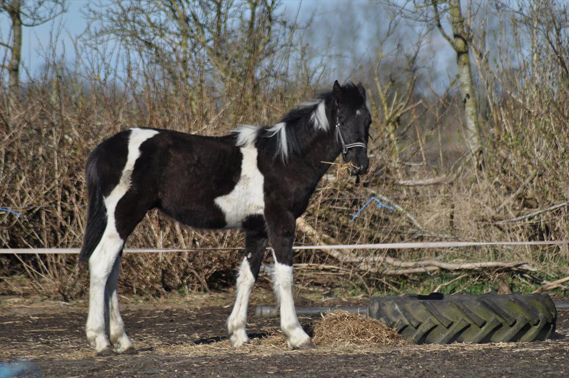 Barockpinto Lancelot 1 præmie hingst  billede 19