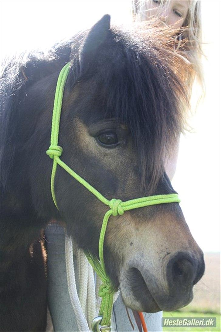 Islænder Blanding | Solvang's Portobello<3 - Smukkeste, smukkeste pony!<3 billede 14