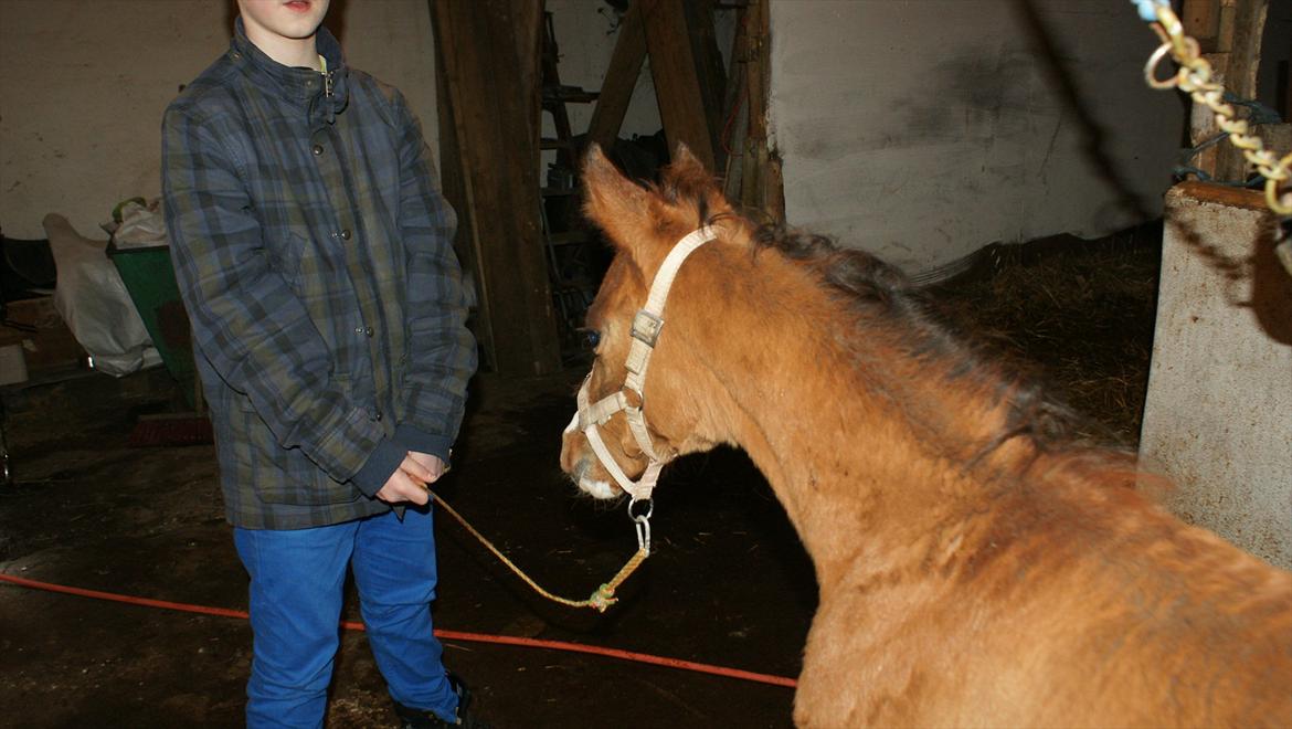 Arabisk fuldblod (OX) Carola Zaxzina Pox billede 8