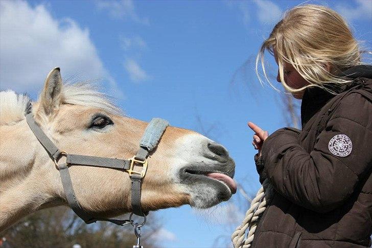 Fjordhest Holger| Den Bedste! | - Velkommen til min baby's profil! 
min verden var ikke det samme uden dig, jeg forevigt elsker dig! billede 1