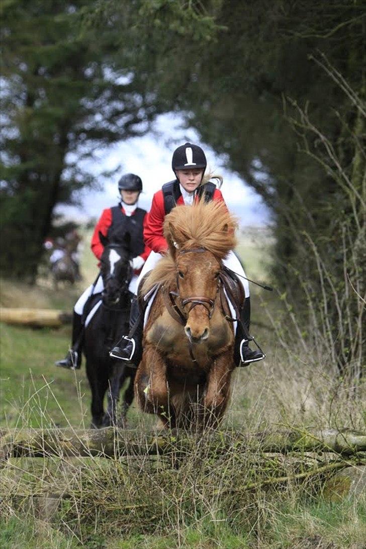 Islænder Príns [Min] - "Ask me to show you poetry in motion and i'll show you a Horse" - Ukendt - Jagt i Farstrup med de bedste! billede 1