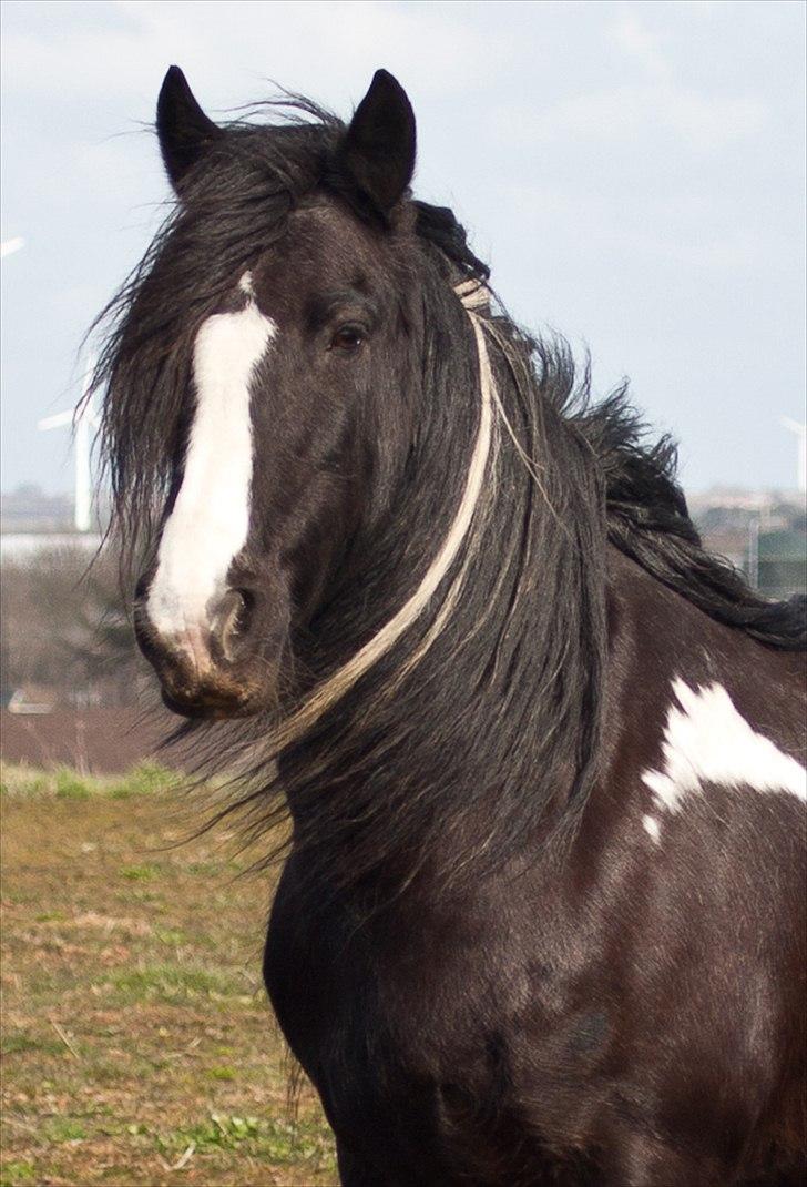 Irish Cob Pam ~ Prinsessen ~ - Velkommen til Prinsesse Pam's profil... ENJOY... xD billede 1