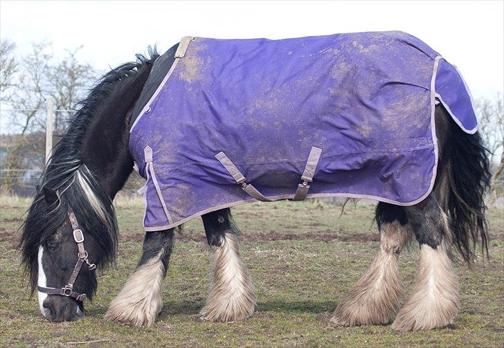 Irish Cob Pam ~ Prinsessen ~ - Hendes fine dækken, som fulgte med... :-D billede 2