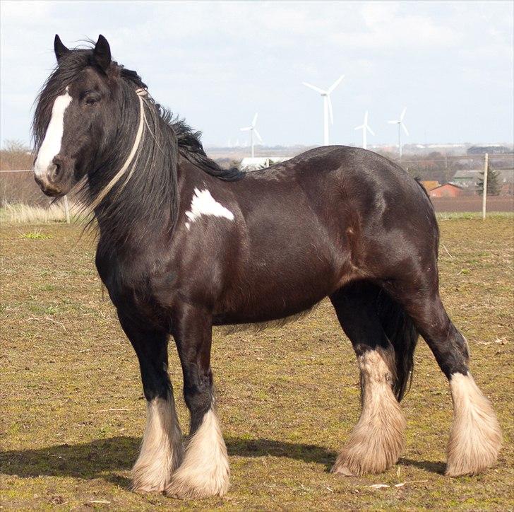 Irish Cob Pam ~ Prinsessen ~ - ~ The one and only ~ billede 3