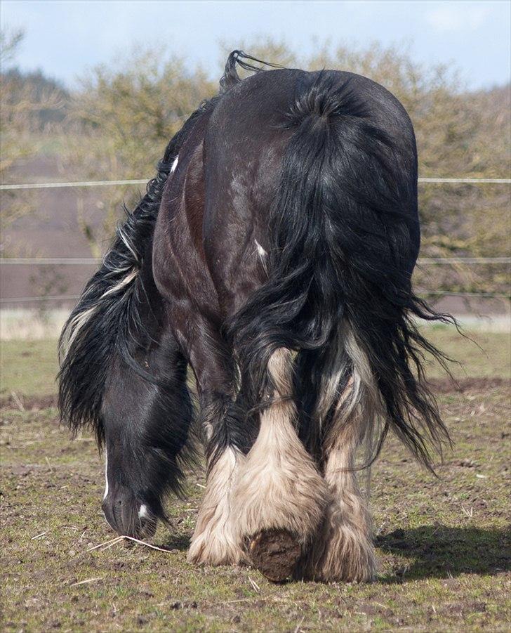 Irish Cob Pam ~ Prinsessen ~ - Lækker hale...!!! billede 5