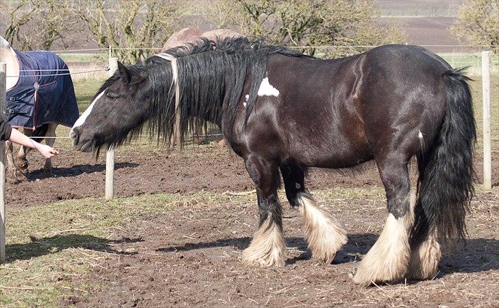 Irish Cob Pam ~ Prinsessen ~ - Har du MAM...??!! :o) billede 9