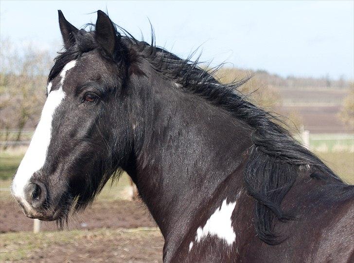 Irish Cob Pam ~ Prinsessen ~ - Kigger efter sin nye mand...!! :PP billede 10