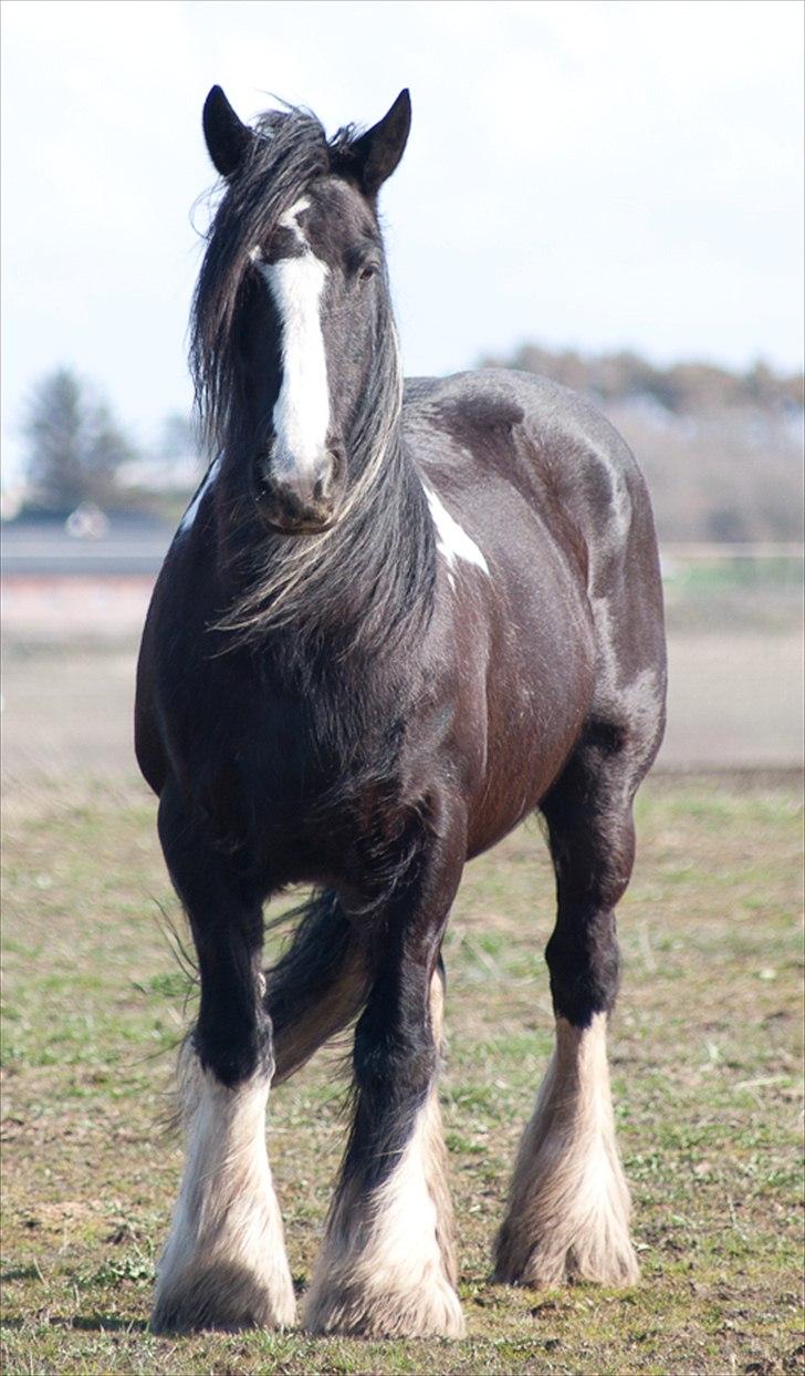 Irish Cob Pam ~ Prinsessen ~ billede 13
