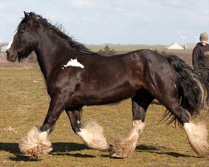 Irish Cob Pam ~ Prinsessen ~ - 1000 taaaark for kigget folkens... Smid hellere end gerne en bedømmelse og en kommentar... Og begrund venligst lav og middel... Möjn... billede 20