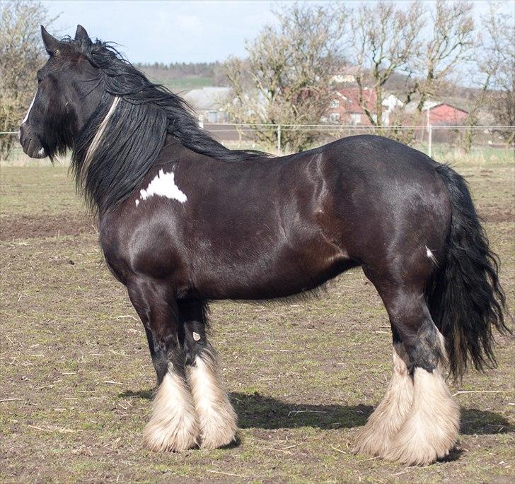 Irish Cob Pam ~ Prinsessen ~ - Muuuuuummmmsss...  billede 17
