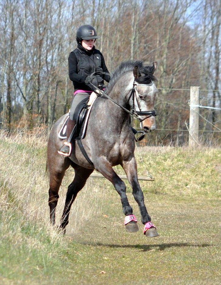 Anden særlig race Hegnsholts Felix - Felix syntes skridt var for kedeligt, så han tog lige føringen ;) 08.04.12 billede 7