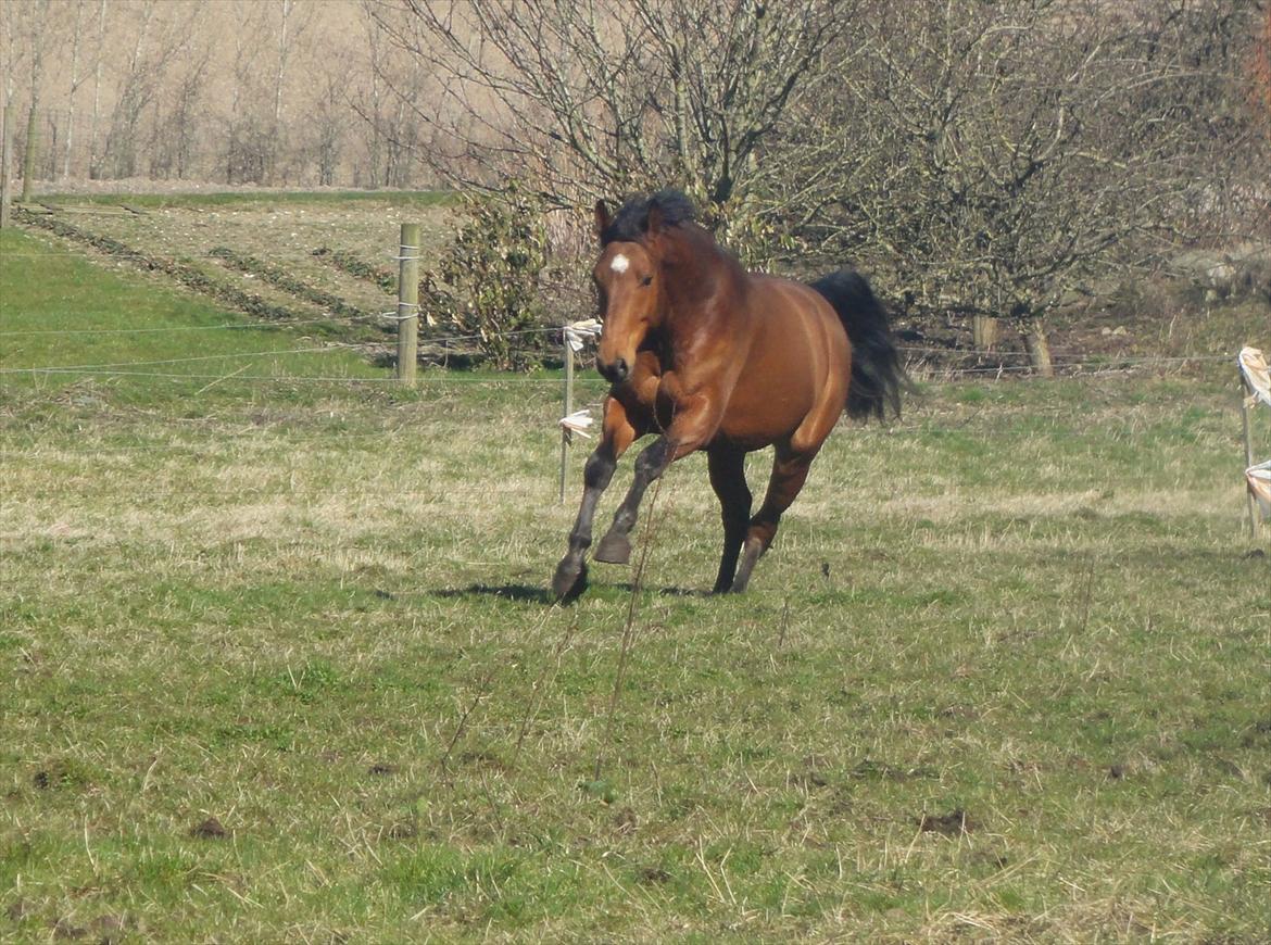 Hannoveraner Bjergdalens Michelin Star billede 6