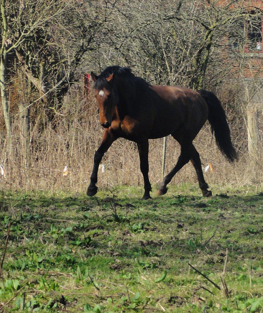 Hannoveraner Bjergdalens Michelin Star - Dejlige Bubs :-) billede 1