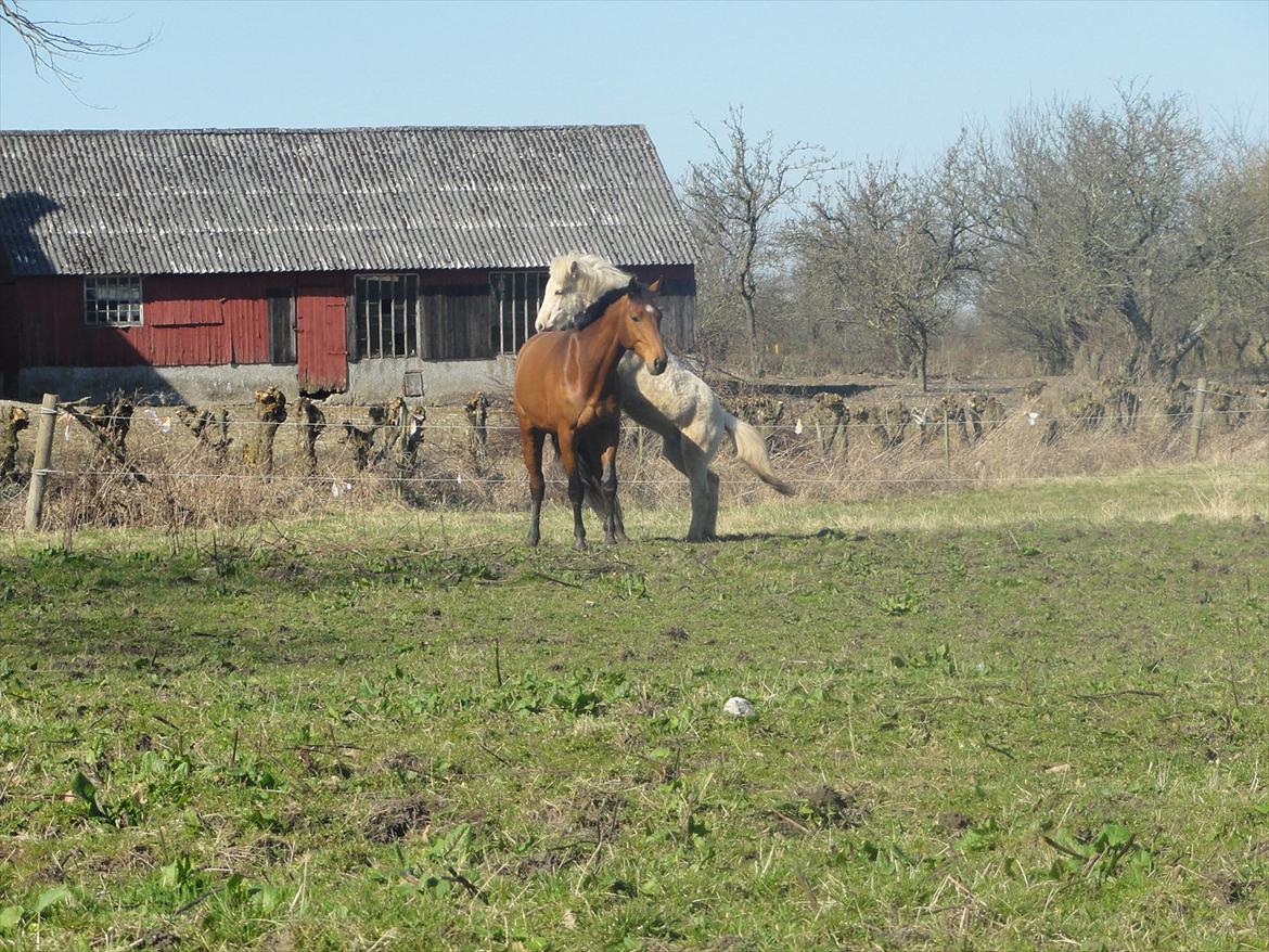 Hannoveraner Bjergdalens Michelin Star billede 8