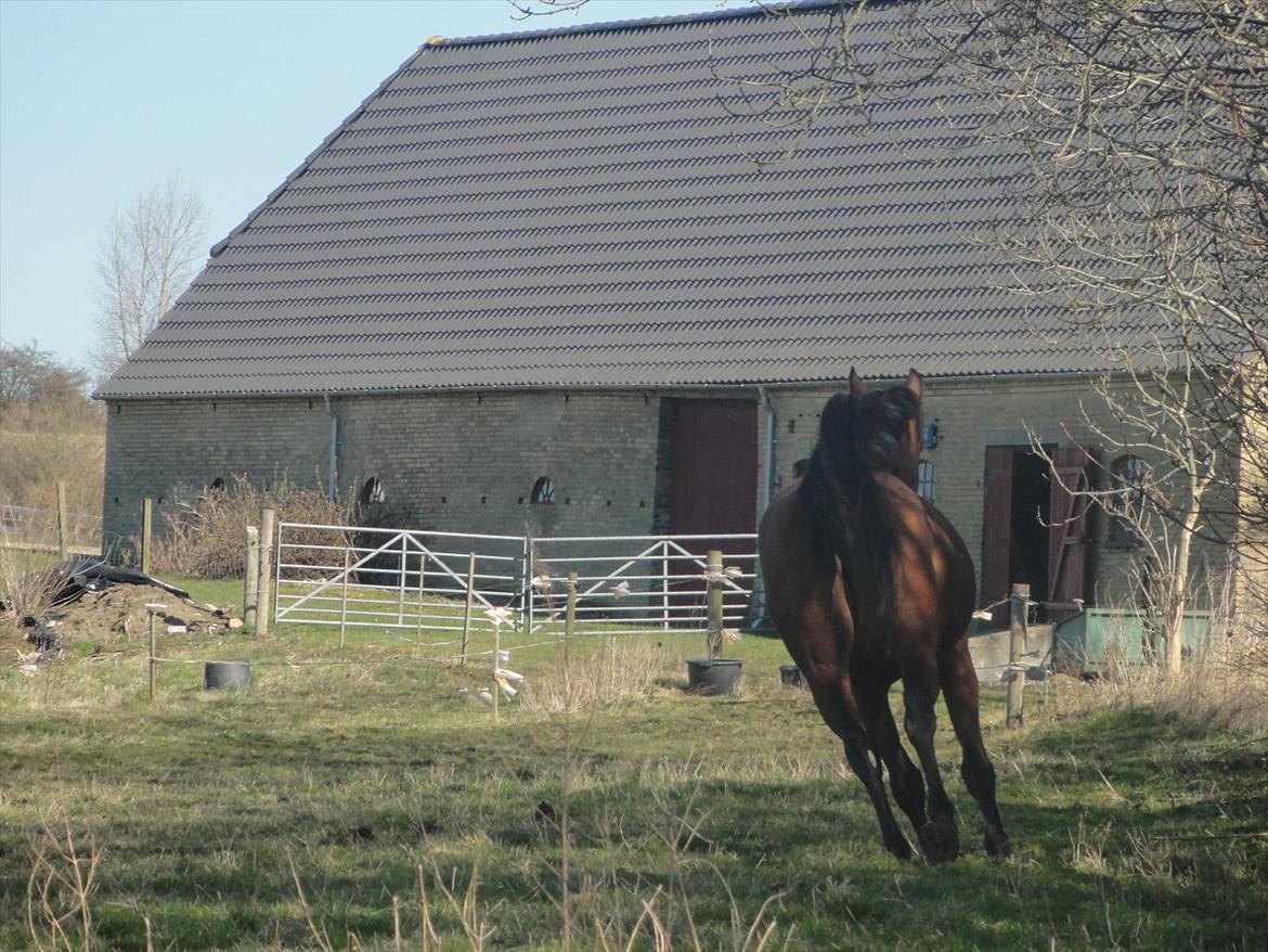 Hannoveraner Bjergdalens Michelin Star billede 7