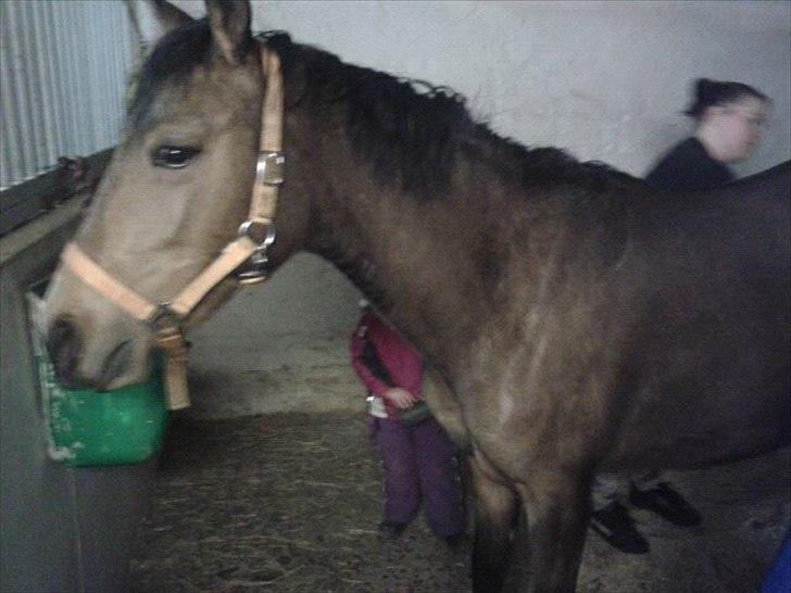 Anden særlig race Diva - Det nye sted taget den 06-04-12 billede 18