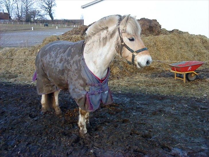 Fjordhest "Goffe" Ingvald Halsnæs min øjesten <3 - Det er lækkert at komme på fold, så man kan blive beskidt :-) billede 16