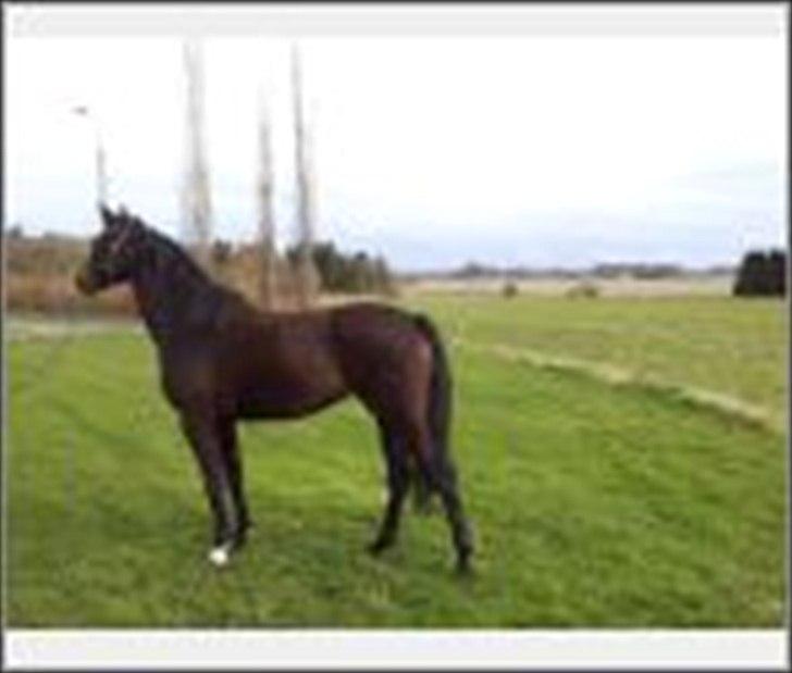 Dansk Varmblod Ulriksmindes Lucky Dice - 10/4 2012
 billede 7