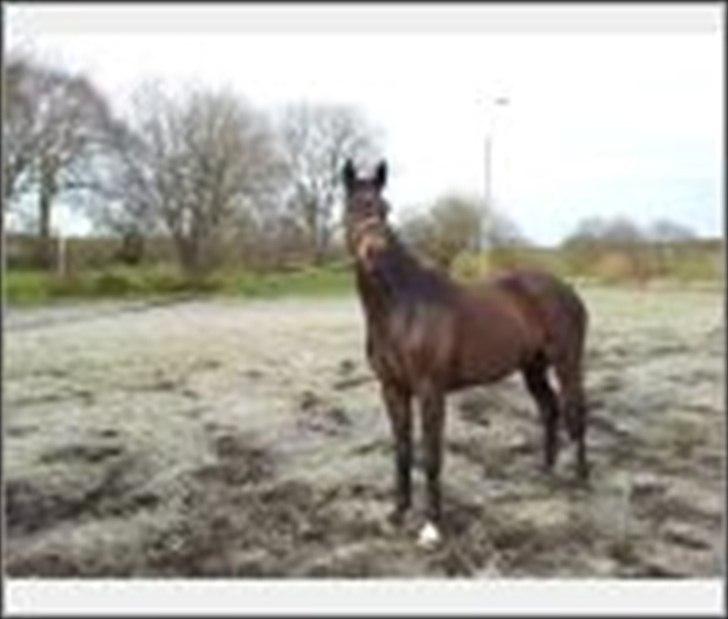 Dansk Varmblod Ulriksmindes Lucky Dice - 10/4 2012
 billede 8