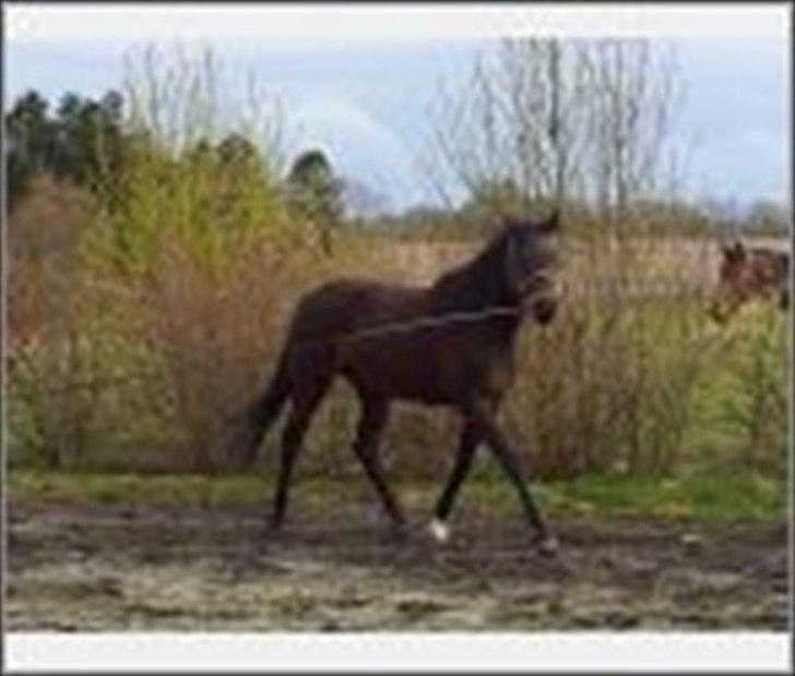 Dansk Varmblod Ulriksmindes Lucky Dice - 10/4 2012 billede 9