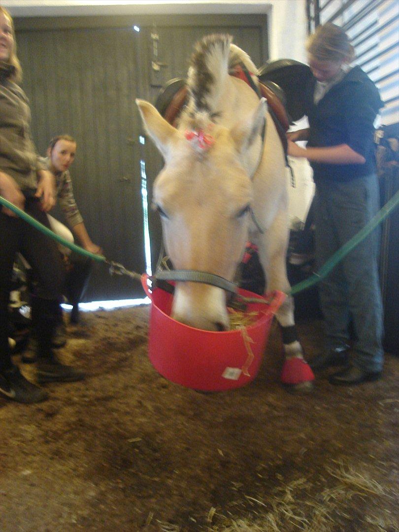Fjordhest Møltrup Odin - SOLGT - R.I.P - Sep. 2011
Rå hygger på staldgangen inden stævne... billede 12