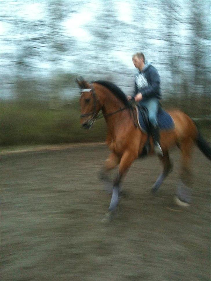 Hannoveraner Dirty Harry billede 10