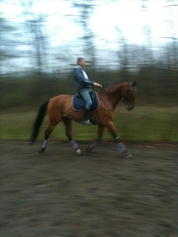 Hannoveraner Dirty Harry - min kæreste og elskede harry , sikke nogle fremskridt :D billede 11