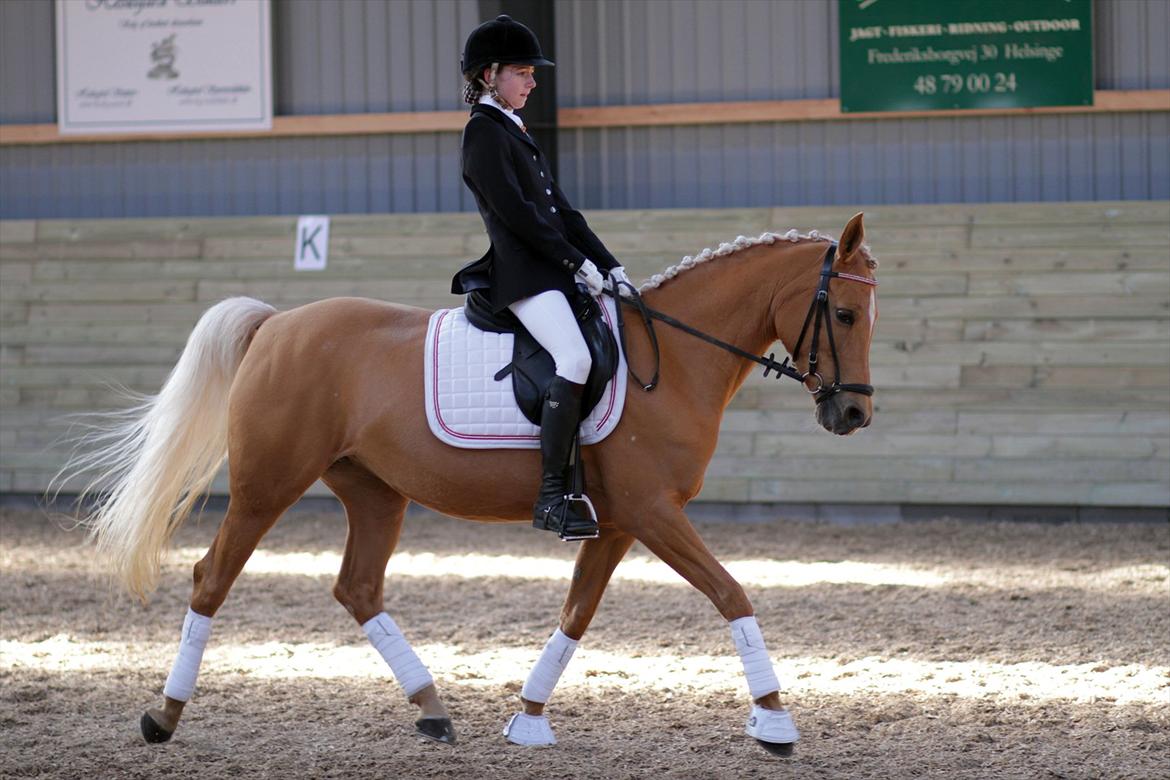 Hollandsk Sportspony Paula - Heslegård, LB2, vinder af klassen med 66,53% billede 3