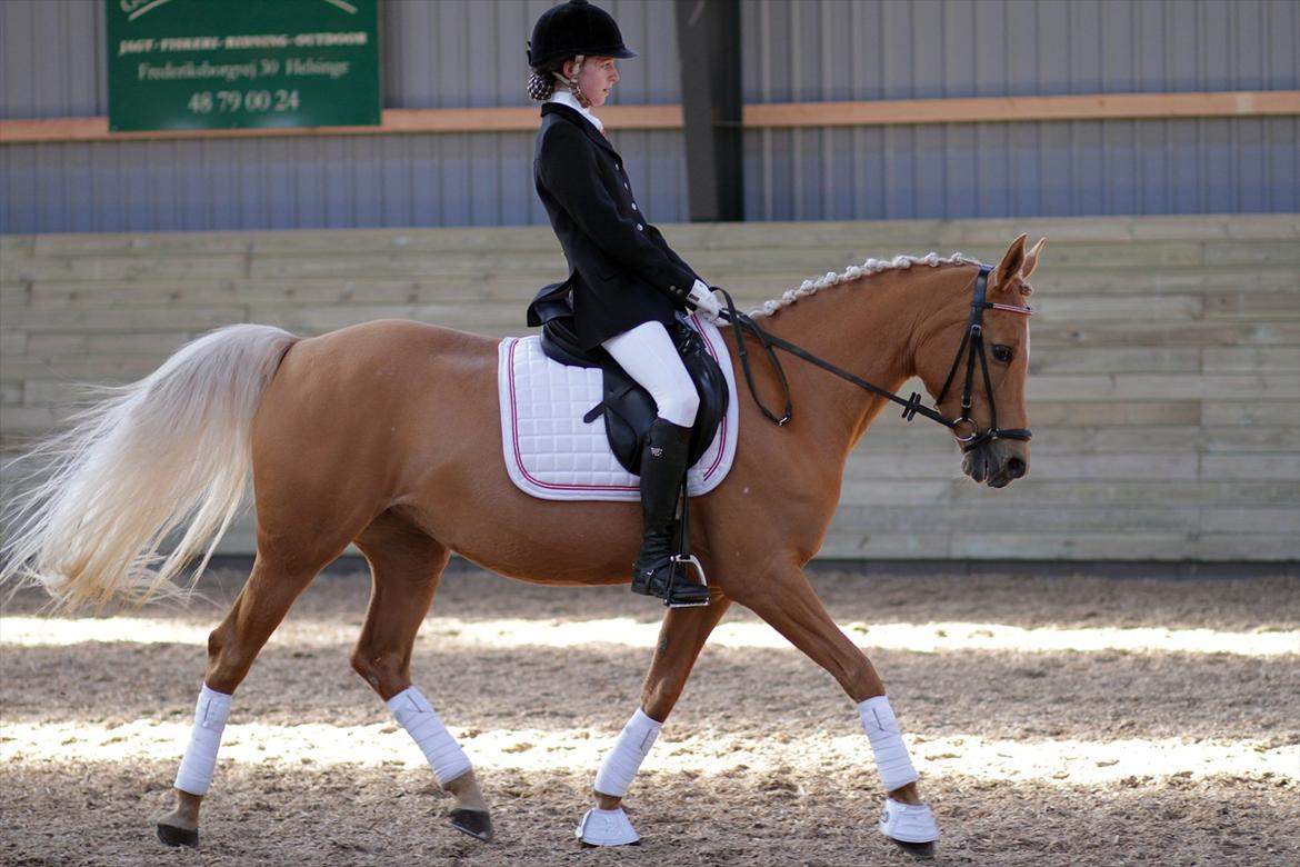 Hollandsk Sportspony Paula - Heslegård, LB2, vinder af klassen med 66,53% billede 12