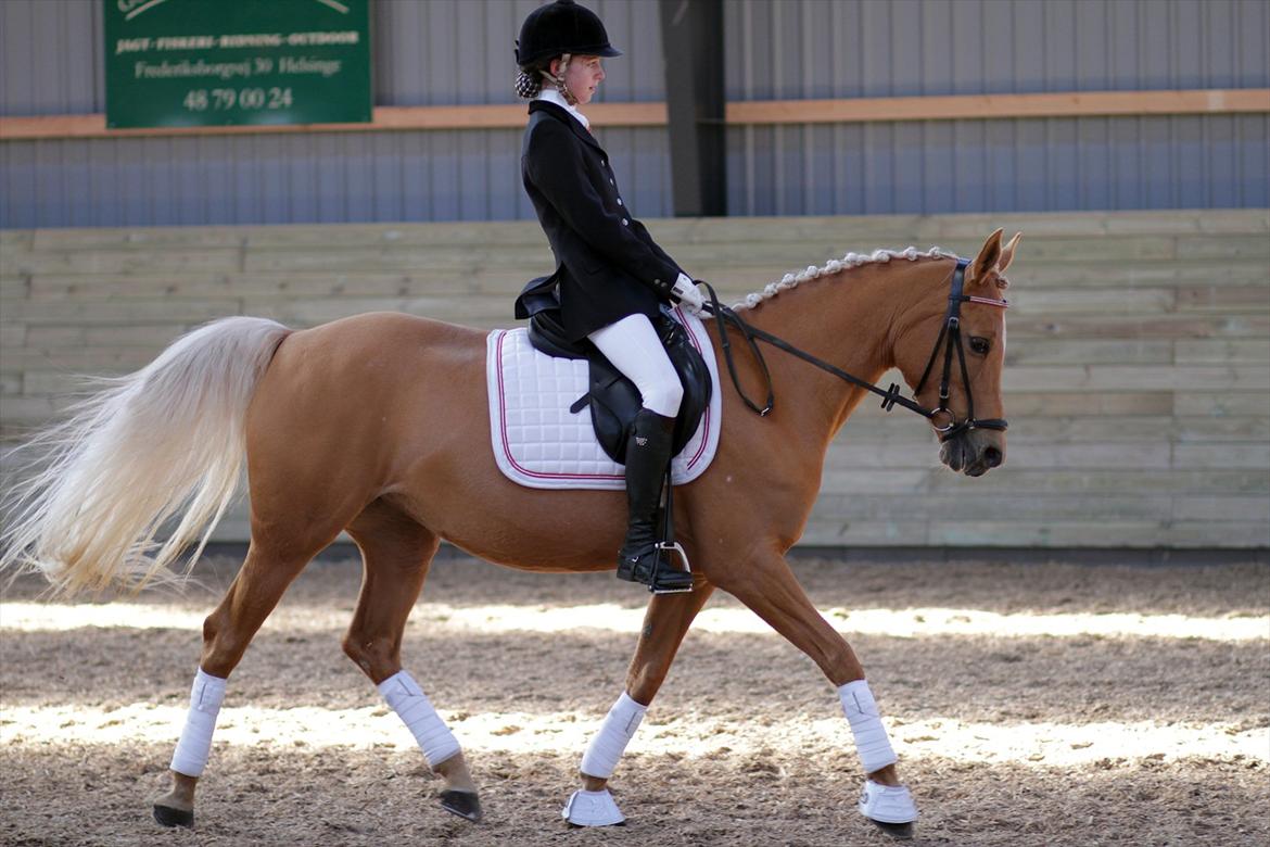 Hollandsk Sportspony Paula - Heslegård, LB2, vinder af klassen med 66,53% billede 12