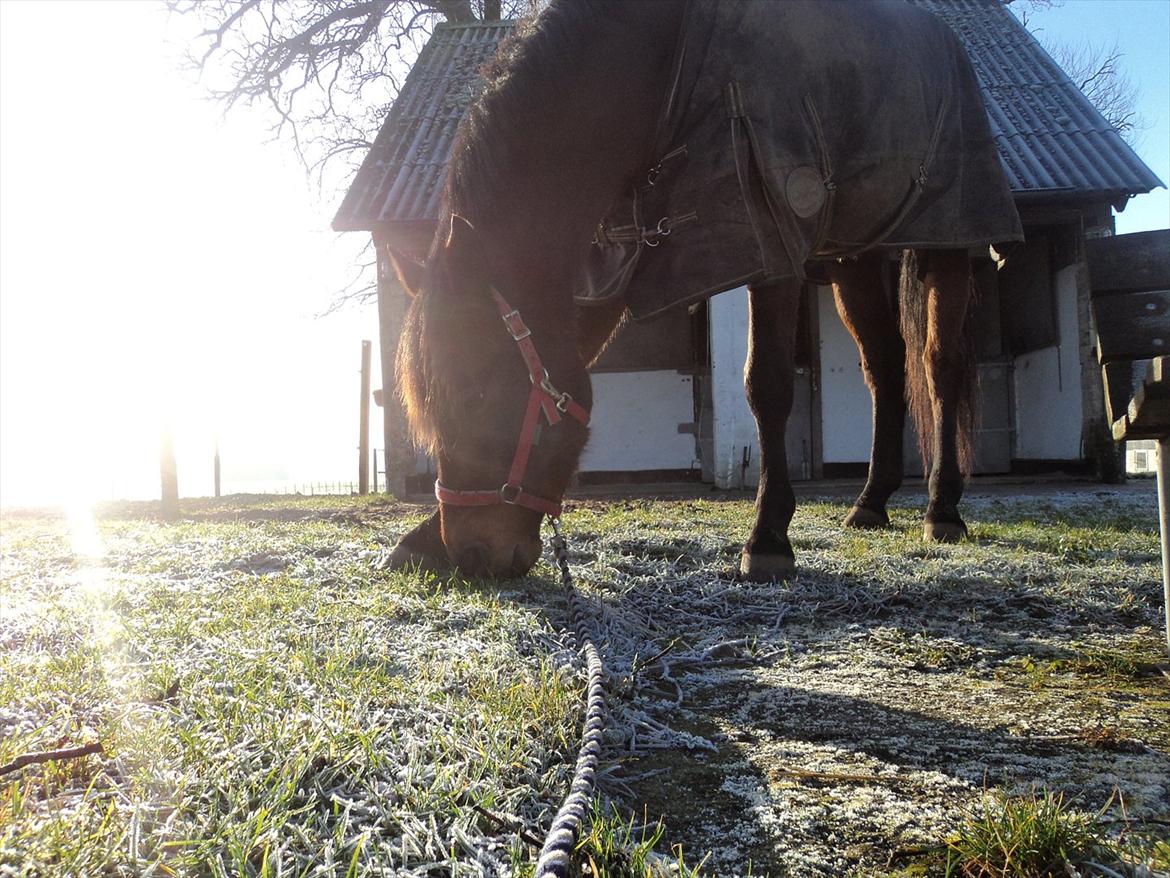 Dansk Varmblod Lord Lennox billede 20