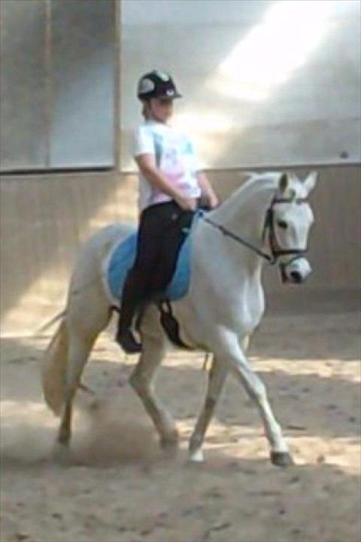 Connemara Solvang's Bastian - Min smukke pony <3
Lidt dårlig kvalitet <3 billede 15