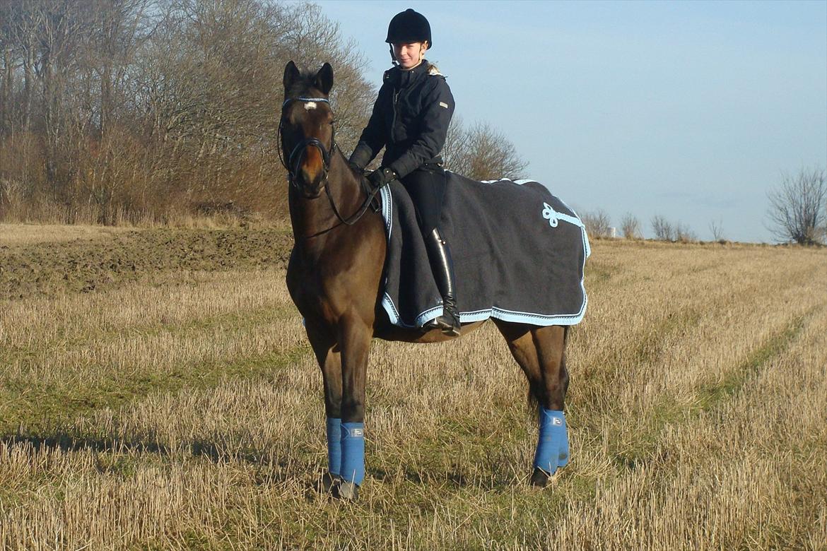 Dansk Varmblod Hilton billede 19