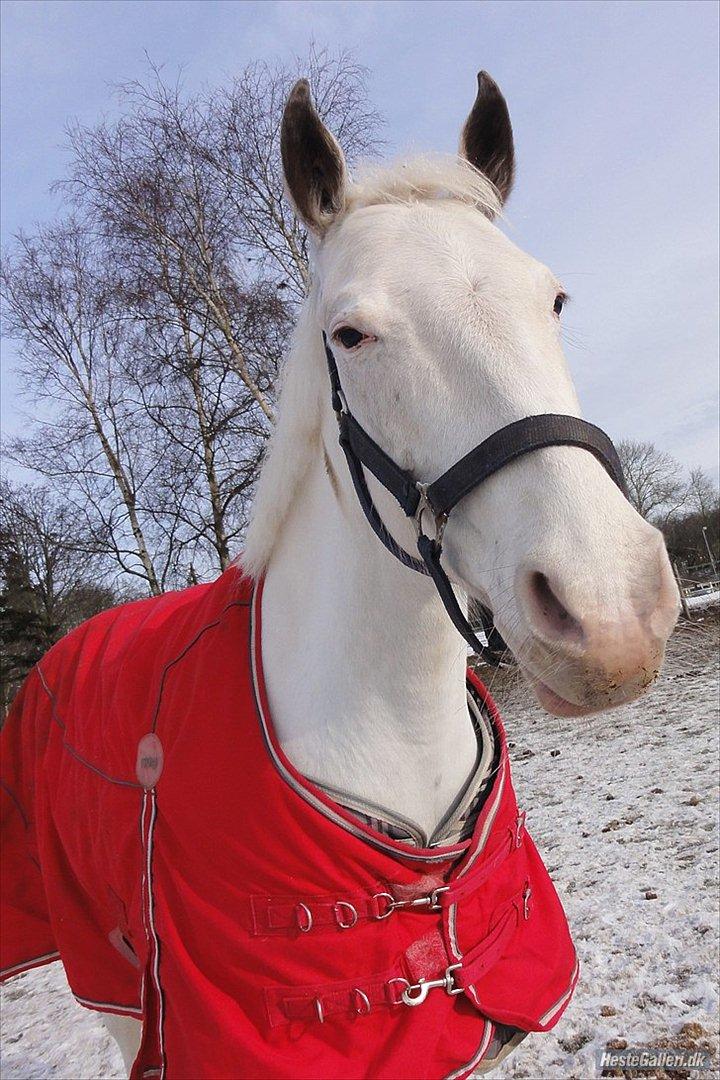 Anden særlig race LYKKEBOENS CERUTTI - Vinter 2012, du nyder dagne på folden<3 billede 11