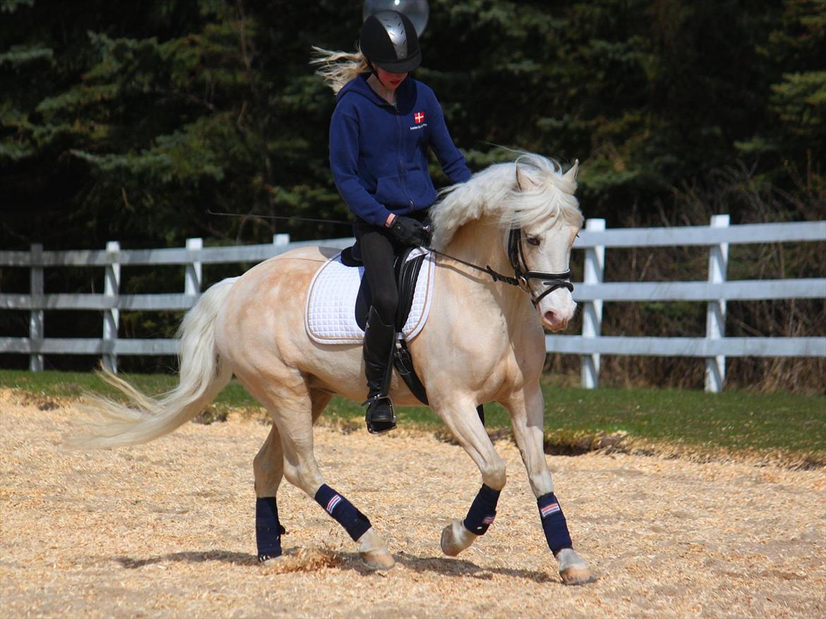 Welsh Pony af Cob-type (sec C) Rosengårdens Nakuma - 5# Louise & Nakuma i galop. D. 4/4-12. Foto: Mig billede 5